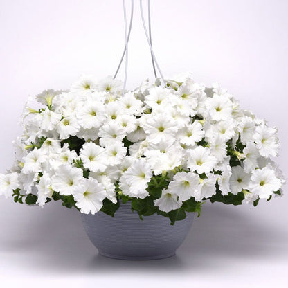E3 Easy Wave® White Petunia Seeds