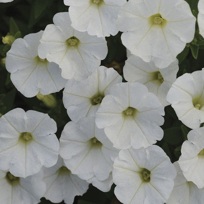 Shock Wave® White Petunia Seeds