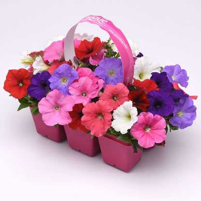 E3 Easy Wave® Formula Mixture Petunia Seeds
