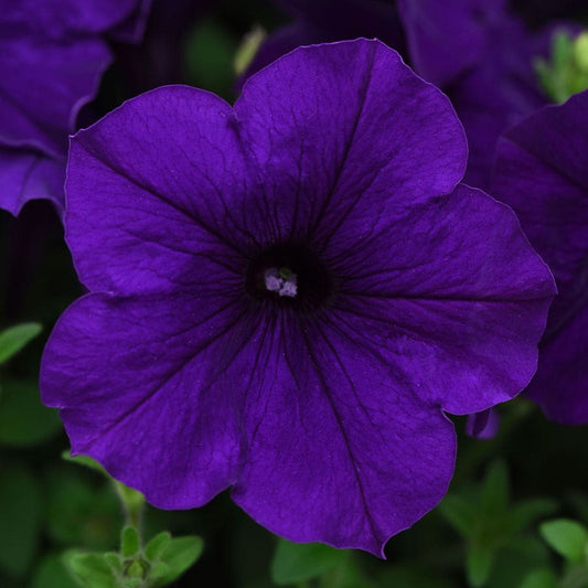 E3 Easy Wave® Blue Petunia Seeds