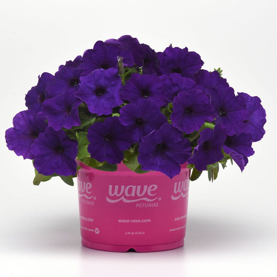 E3 Easy Wave® Blue Petunia Seeds