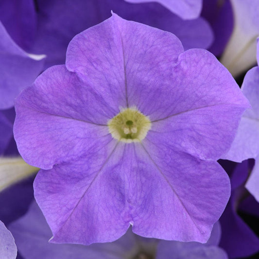 E3 Easy Wave® Sky Blue Petunia Seeds
