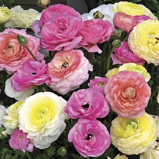 Maché™ Pastel Mix Ranunculus Seeds