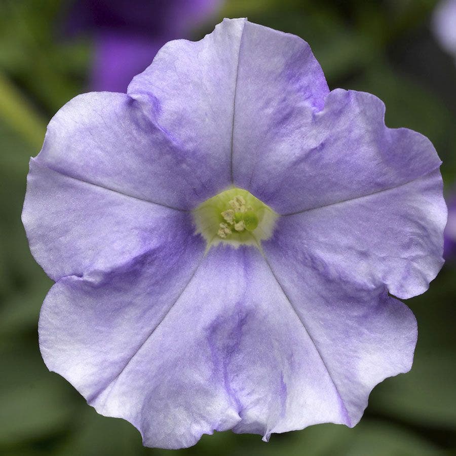 FlashForward™ Sky Blue Petunia Seeds