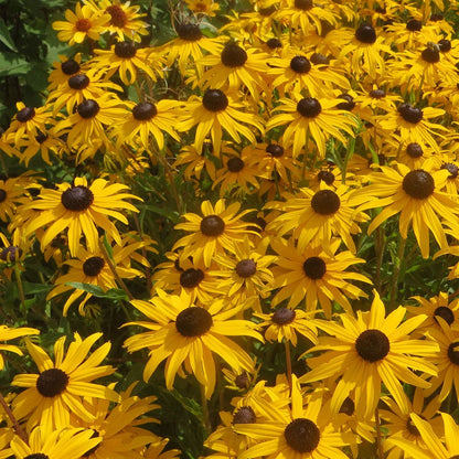 Goldblitz Rudbeckia Seeds