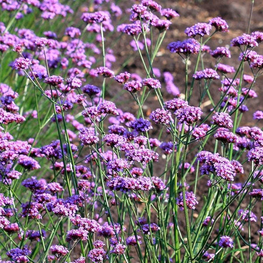 'Vanity' Verbena Seeds