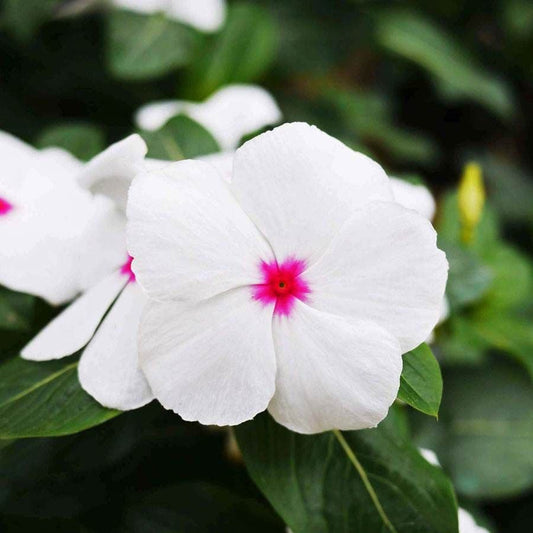 Mega Bloom® Polka Dot Vinca Seeds