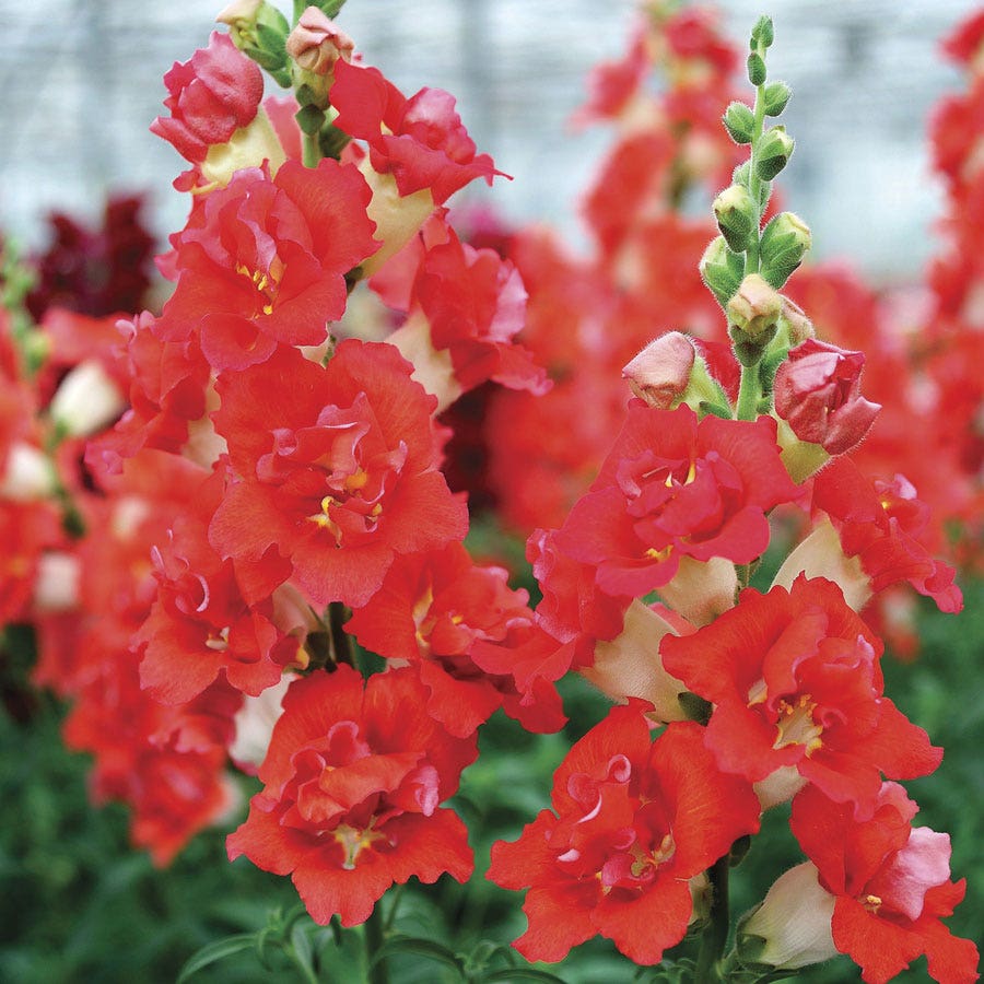 DoubleShot™ Orange Bicolor Snapdragon Seeds