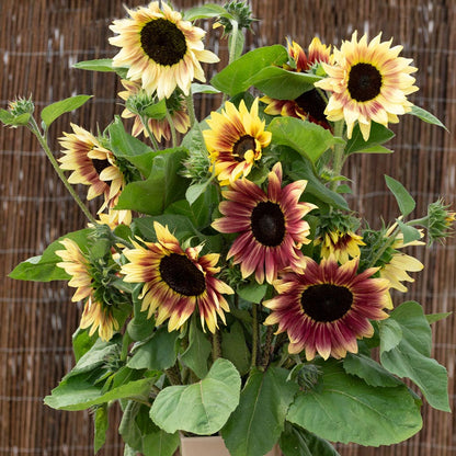 Summer Lovin' Pink Sunflower Seeds