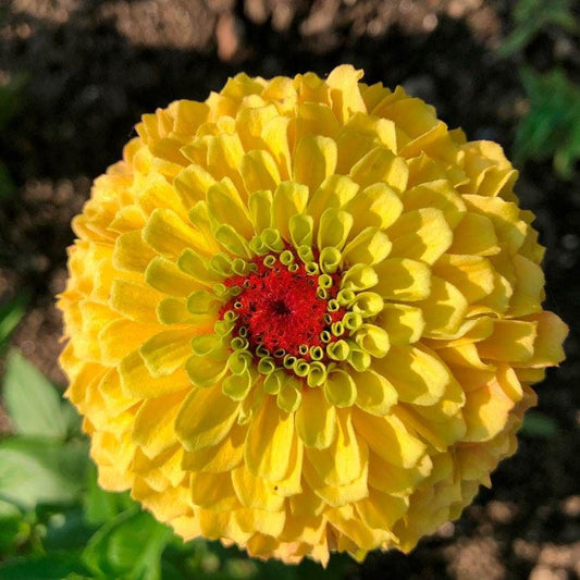 Queeny Lemon Peach Zinnia Seeds