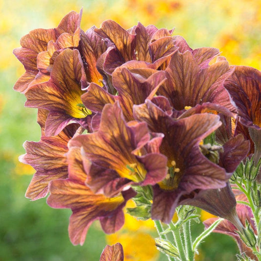 'Café Au Lait' Painted Tongue Seeds
