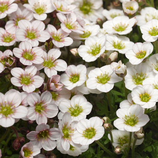 Lofty™ White Blush Saxifrage Seeds