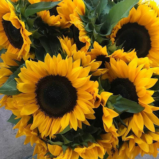 ProCut® Horizon Sunflower Seeds