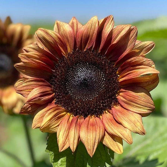 ProCut® Plum Sunflower Seeds