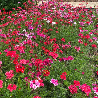'Sweetheart Kisses' Moss Verbena Seeds