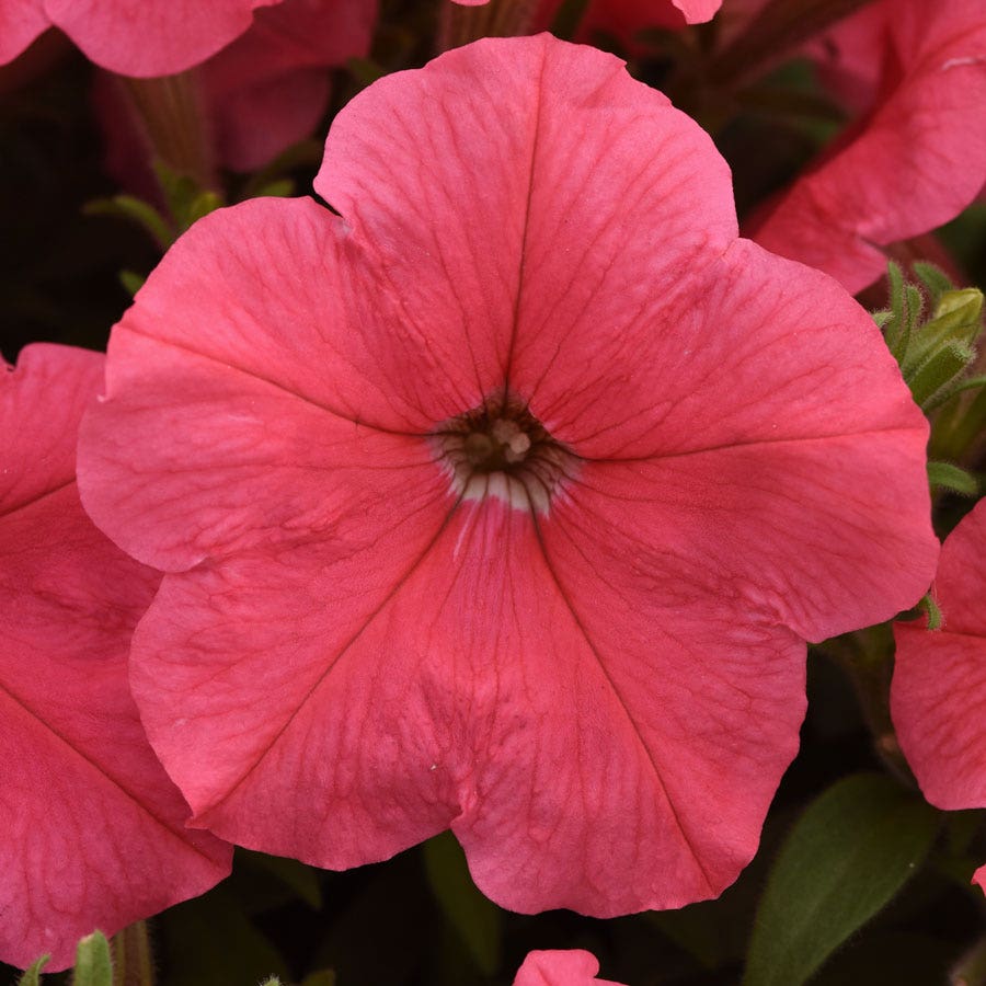 E3 Easy Wave® Coral Petunia Seeds – Park Seed