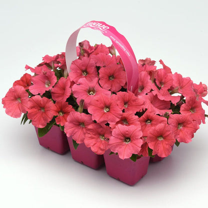 E3 Easy Wave® Coral Petunia Seeds