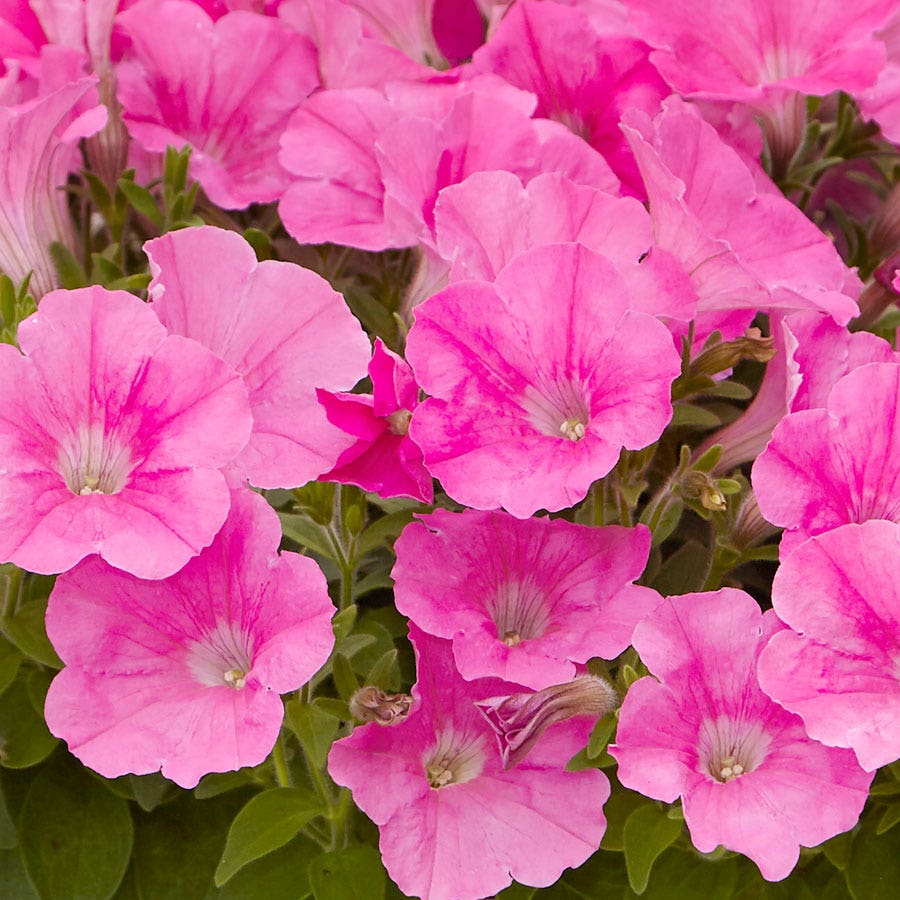 E3 Easy Wave® Pink Cosmo Petunia Seeds – Park Seed