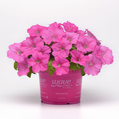 E3 Easy Wave® Pink Cosmo Petunia Seeds