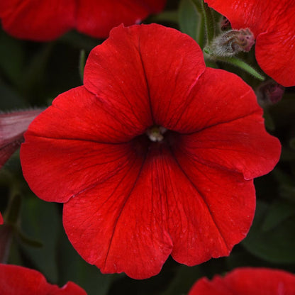 E3 Easy Wave® Red Petunia Seeds
