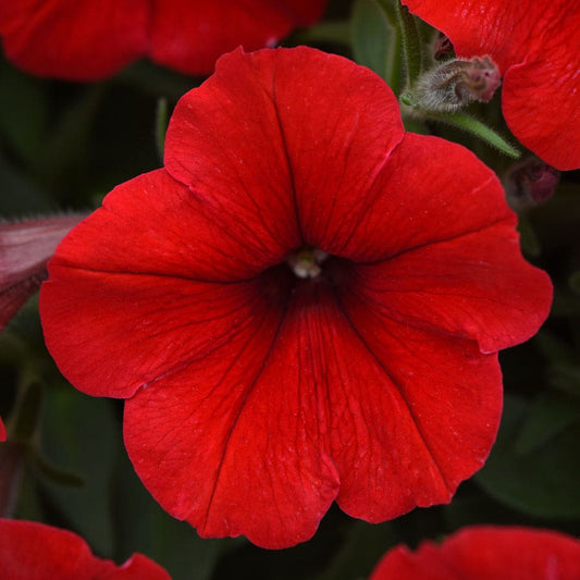 E3 Easy Wave® Red Petunia Seeds
