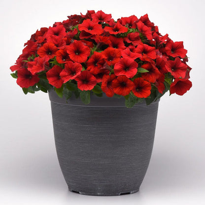 E3 Easy Wave® Red Petunia Seeds