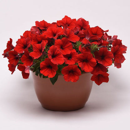 E3 Easy Wave® Red Petunia Seeds