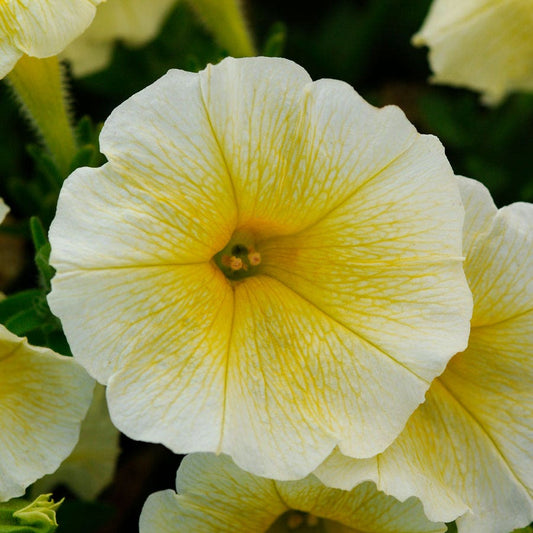 E3 Easy Wave® Yellow Petunia Seeds