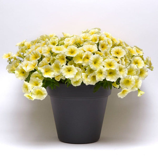 E3 Easy Wave® Yellow Petunia Seeds – Park Seed