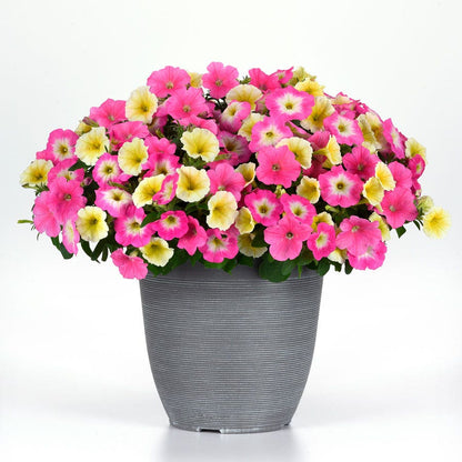 potting mix for petunias E3 Easy Wave® Sweet Taffy Mix Petunia Seeds – Park Seed