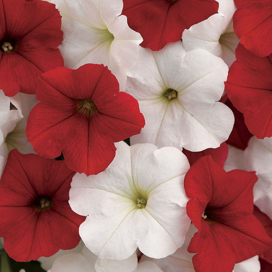 E3 Easy Wave® Peppermint Mix Petunia Seeds