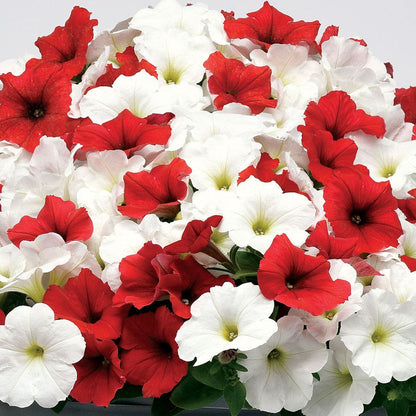 E3 Easy Wave® Peppermint Mix Petunia Seeds