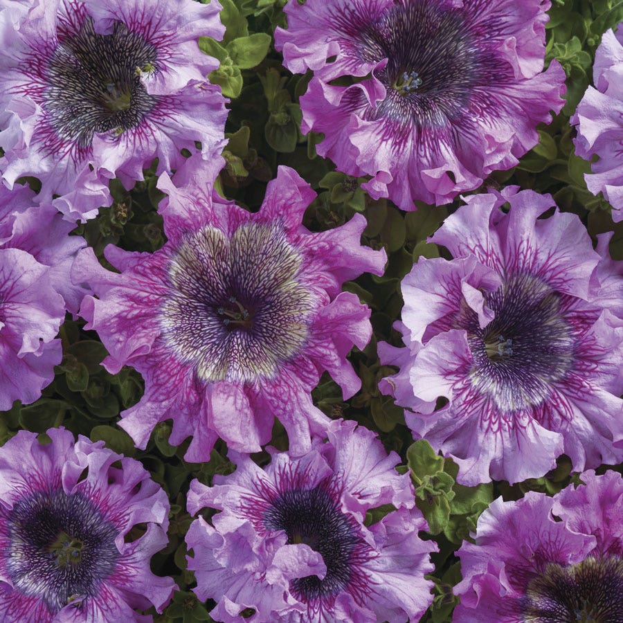 Superbissima Giant Rose Petunia Seeds