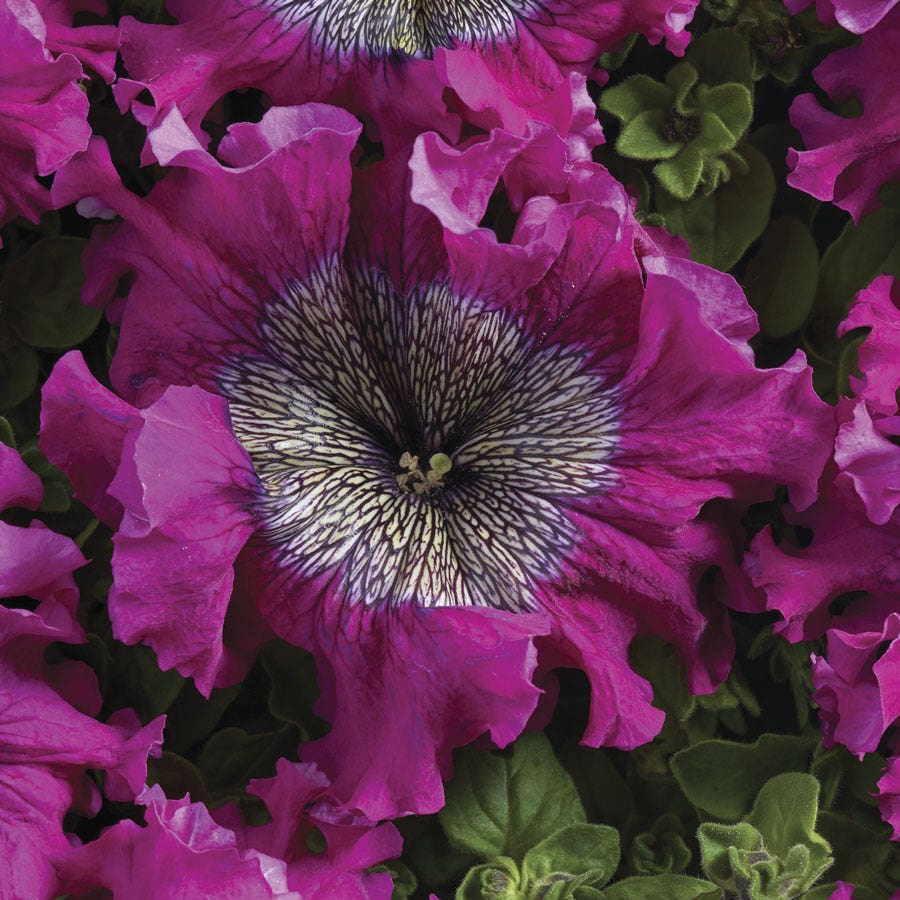 Superbissima Wine Red Petunia Seeds