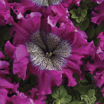 Superbissima Wine Red Petunia Seeds
