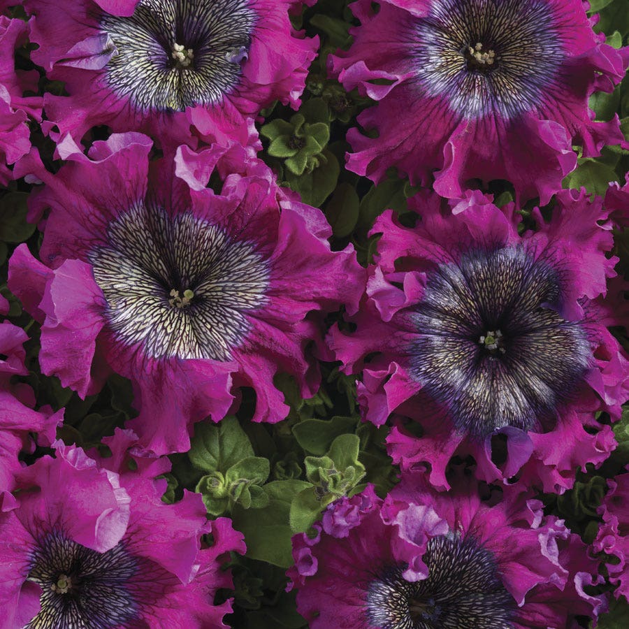 Superbissima Wine Red Petunia Seeds