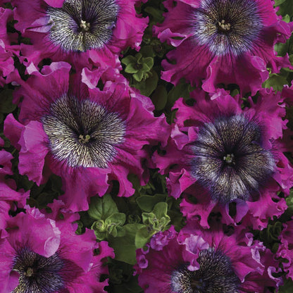 Superbissima Wine Red Petunia Seeds