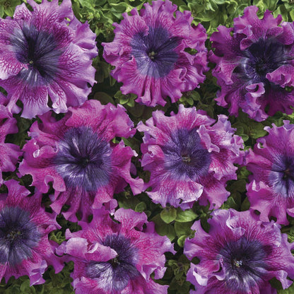 Superbissima Dark Purple Petunia Seeds