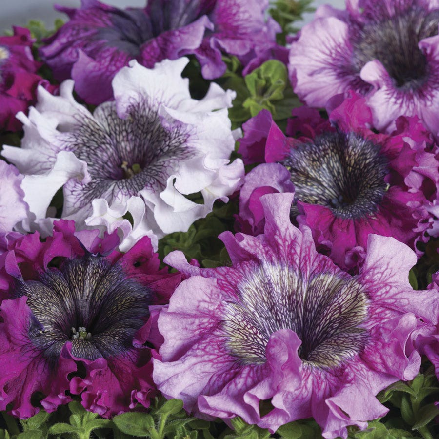 Superbissima Cerny's Triumph Petunia Seeds