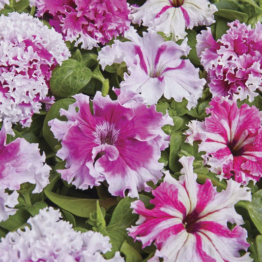 Greetings From Jaroměře Petunia Seeds