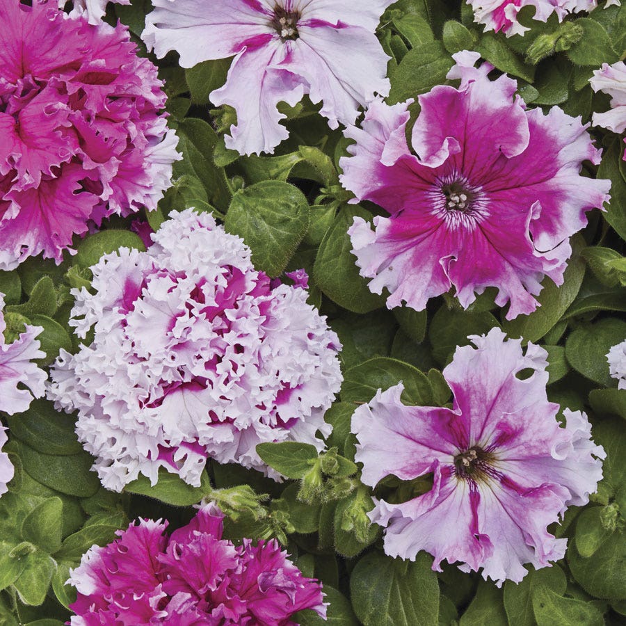 Greetings From Jaroměře Petunia Seeds