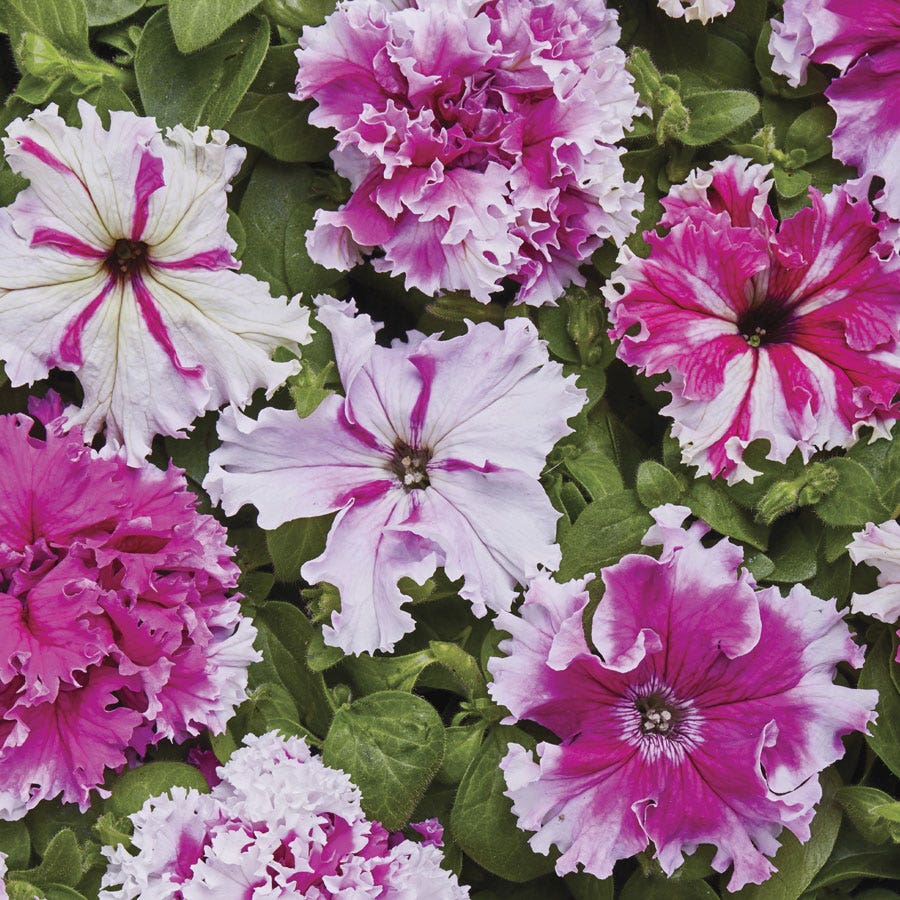 Greetings From Jaroměře Petunia Seeds