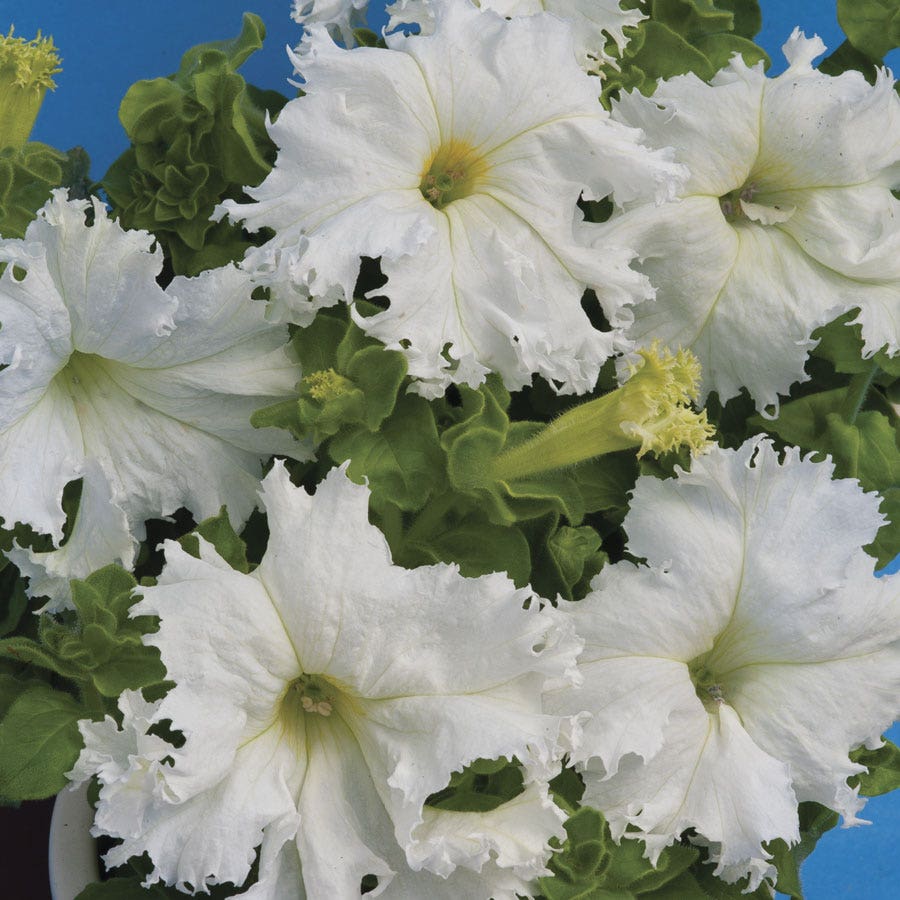 Lace Veil Petunia Seeds