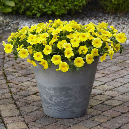 Caliburst™ Yellow Petchoa Seeds