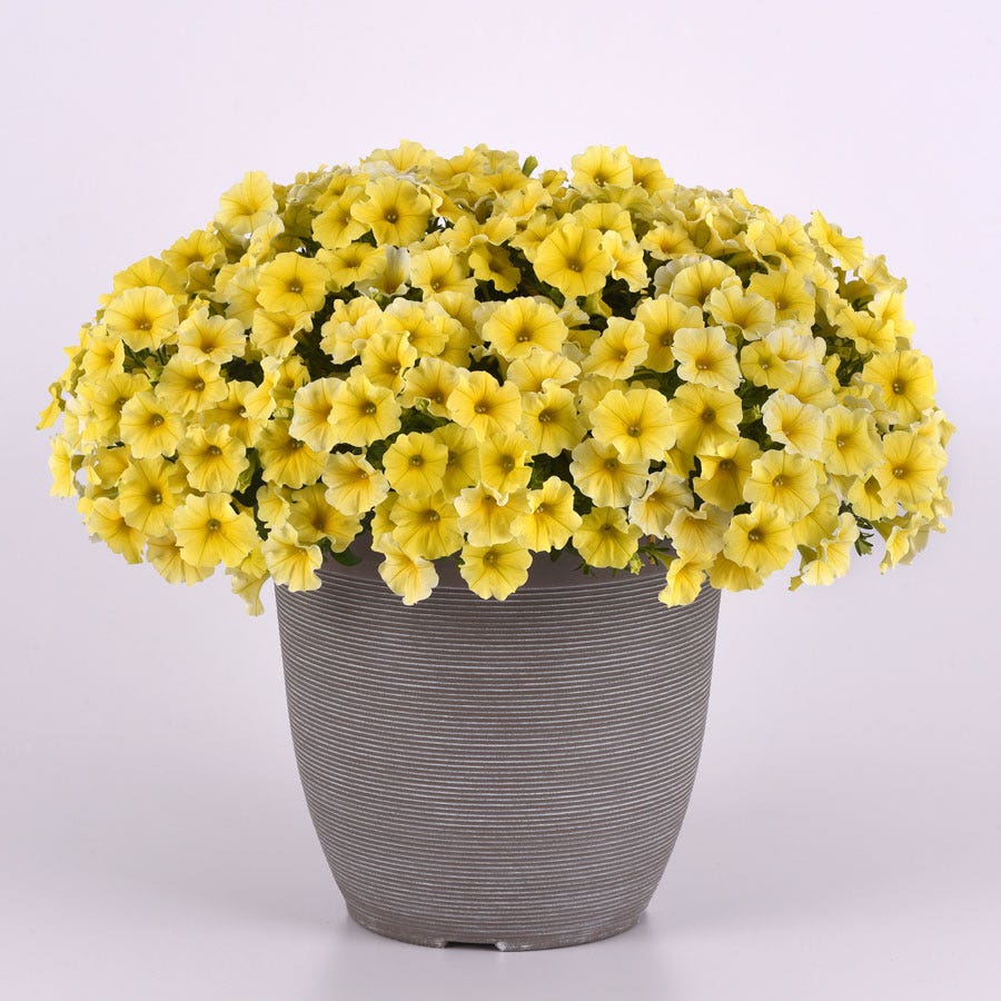 Caliburst™ Yellow Petchoa Seeds