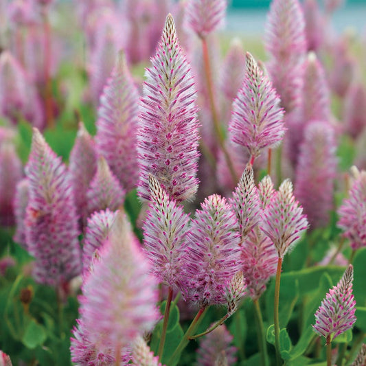 Matilda Ptilotus Seeds