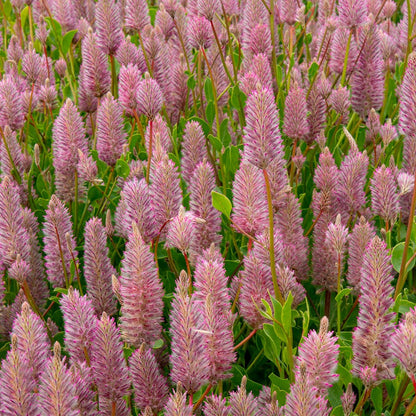 Matilda Ptilotus Seeds