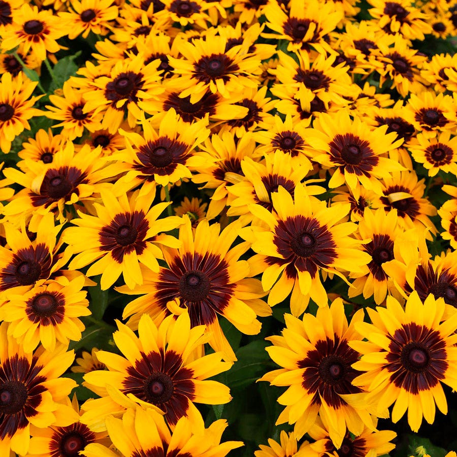 Pawnee Spirit Rudbeckia Seeds