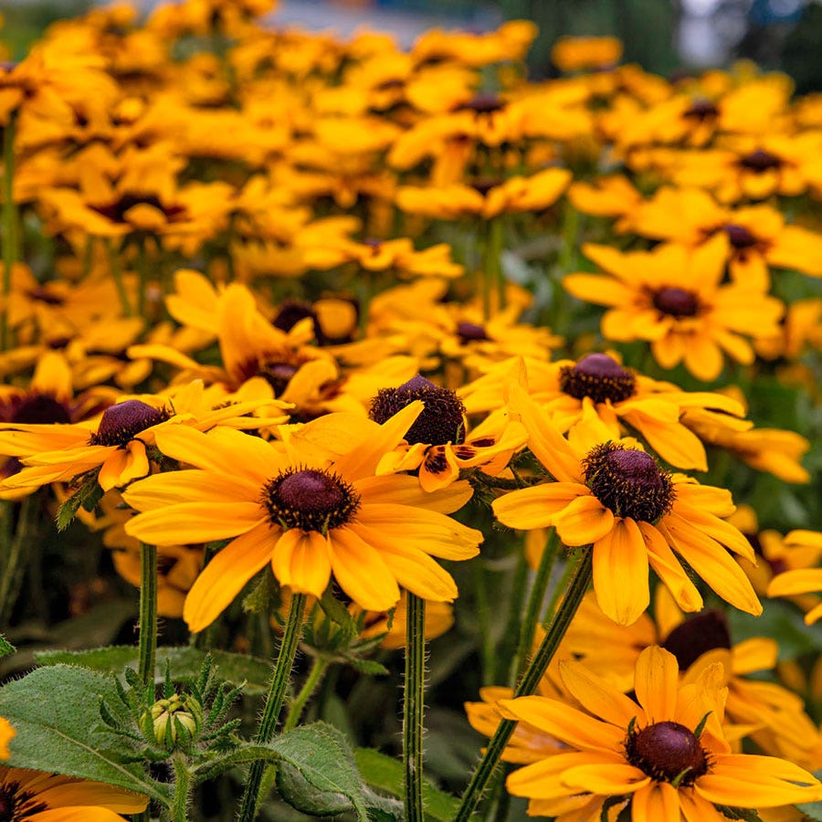 Pawnee Spirit Rudbeckia Seeds