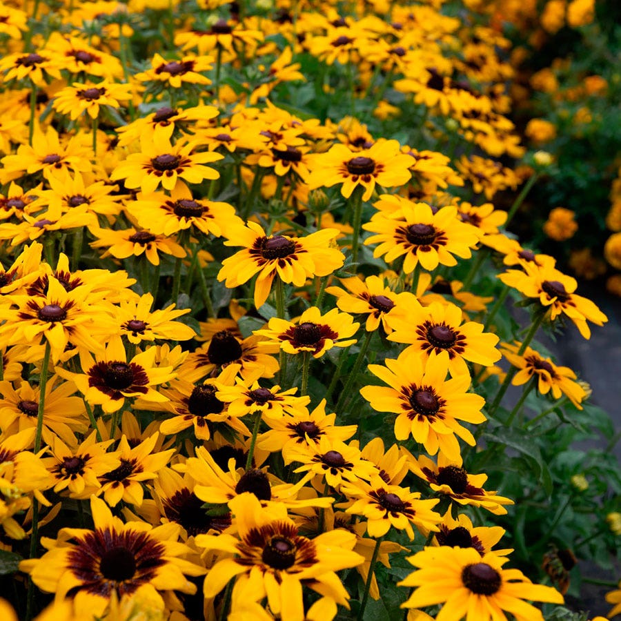 Pawnee Spirit Rudbeckia Seeds